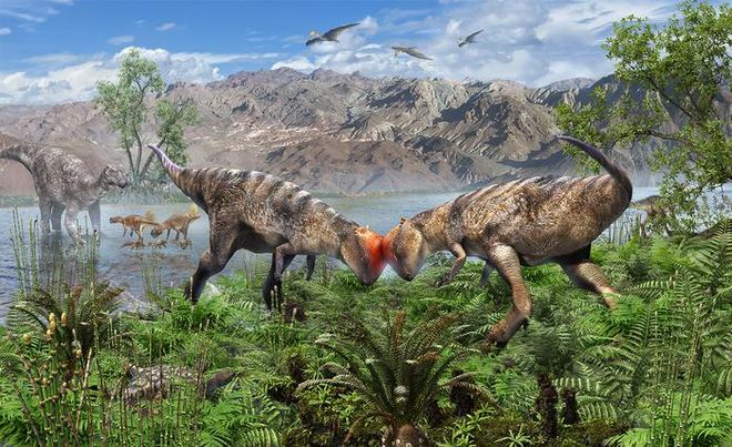 Zavacephale rinpoche butting heads