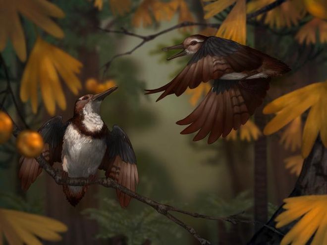 two Chromeornis sitting in a tree