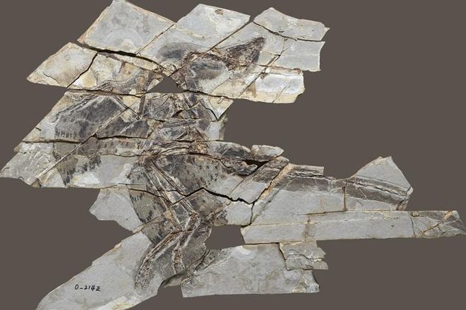 Anchiornis fossils