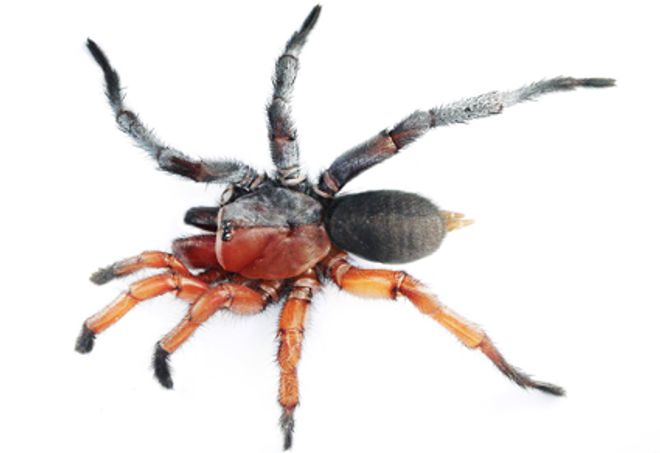 Damarchus, new spider species