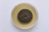 Cladosporium mold in a petri dish 