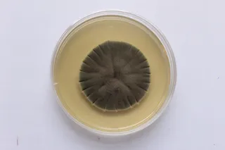 Cladosporium mold in a petri dish 