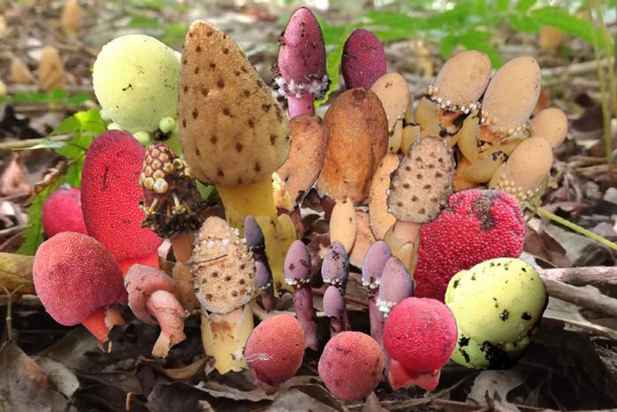 A Rare Parasitic Plant Lives Underground Without Photosynthesis&nbsp;and Reproduces Asexually