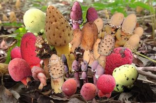 Collage of Balanophora species which are parasitic plants that live underground