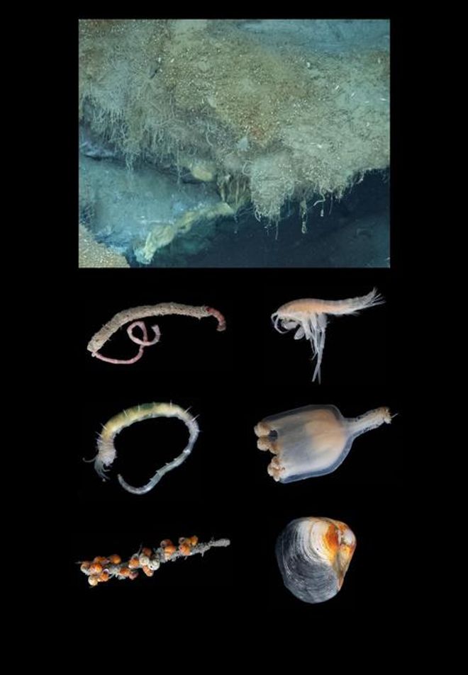 various sea creatures from the Freya Hydrate Mounds various sea creatures from the Freya Hydrate Mounds