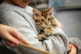 young girl holding gold and brown striped cat, with scared look on its face. 