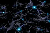 electrical neurons firing in the brain 