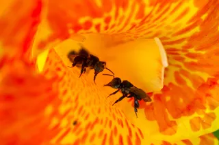 Two stingless bees inside of a an orange flower Two stingless bees inside of a an orange flower