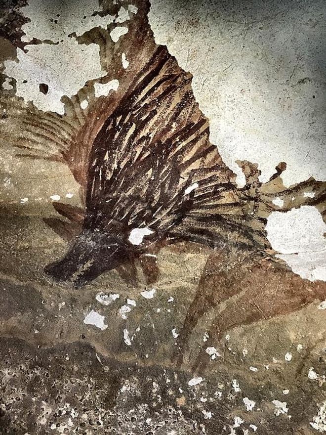 ancient cave painting of warty pigs in Indonesia