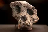 fossilized Sahelanthropus tchadensis skull in a museum 