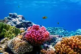 colorful coral reef with orange fish 