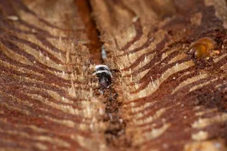fungal infected beetle in spruce tree fungal infected beetle in spruce tree