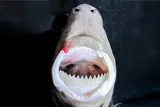 cookiecutter shark with it's mouth open, revealing opaque white teeth 