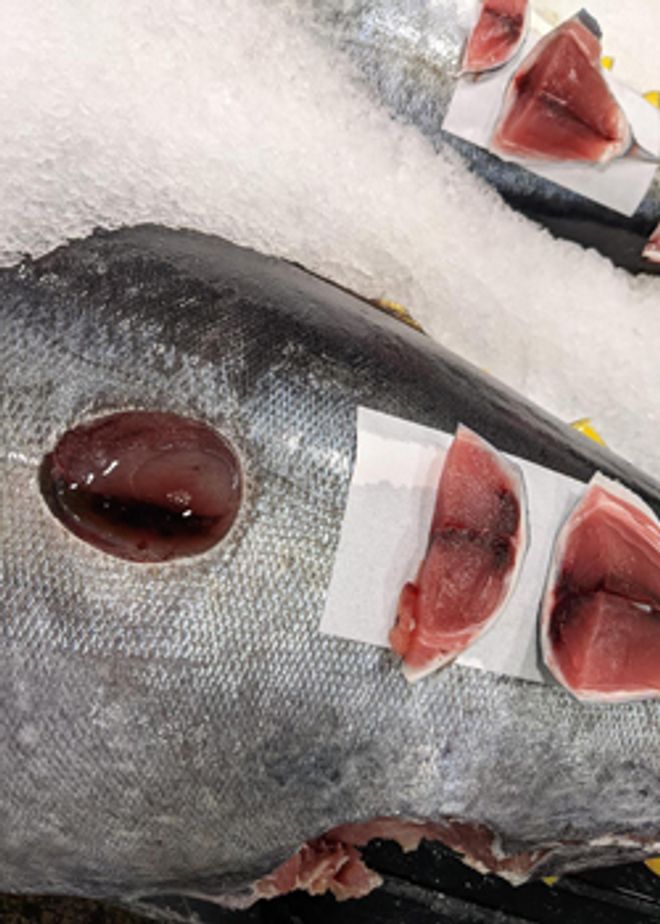 Silver tuna with cookie cutter shark bite removed from its side Silver tuna with cookie cutter shark bite removed from its side
