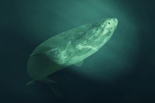 Illustration of a Greenland shark in the ocean 