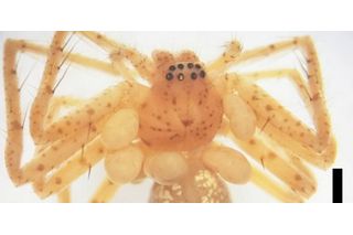 juvenile yellow huntsman spider with mite larvae around its neck juvenile yellow huntsman spider with mite larvae around its neck