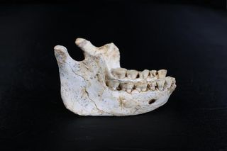 Mandible from Thomas Quarry in Morocco