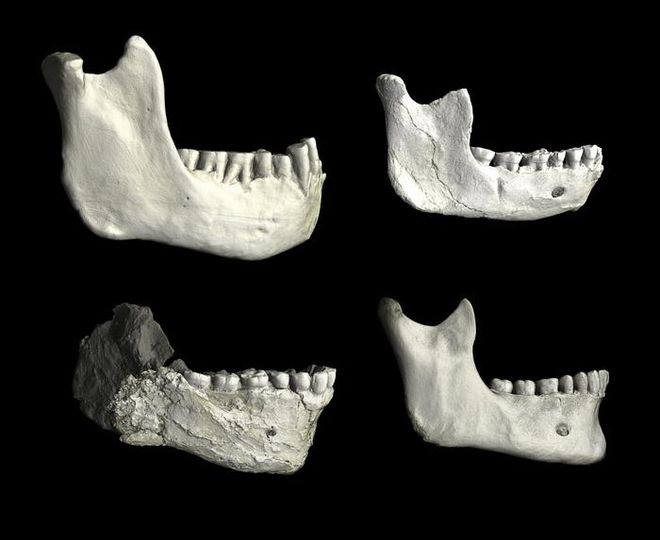 Lower jaw fossil variations for modern hominids and humans
