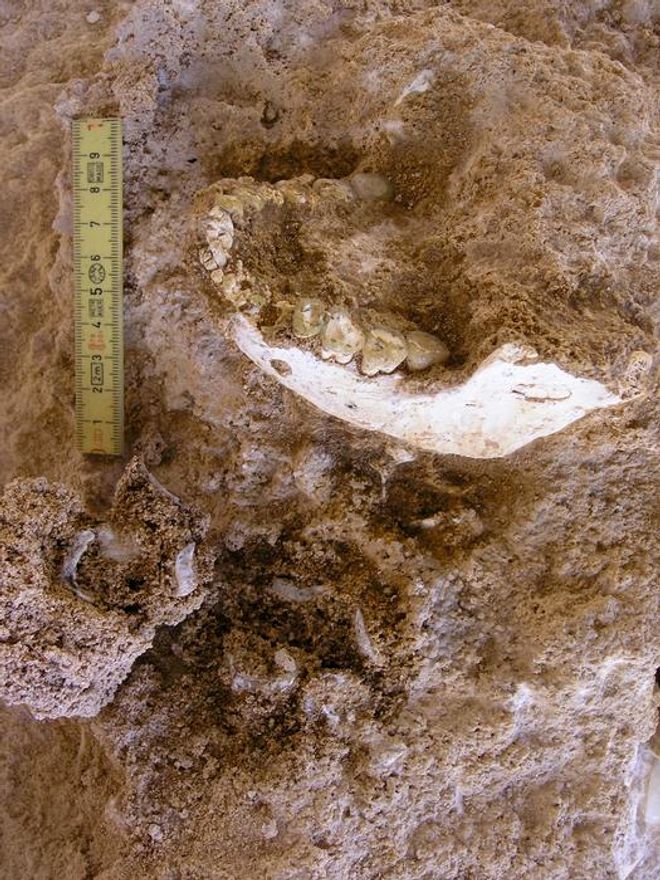 Mandible found during excavation with measurements