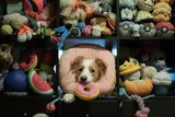 Dog surrounded by stuffed toys