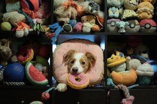 Dog surrounded by stuffed toys