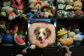 Dog surrounded by stuffed toys Dog surrounded by stuffed toys