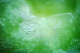 green and clear colored early viruses that could have been the key to life 