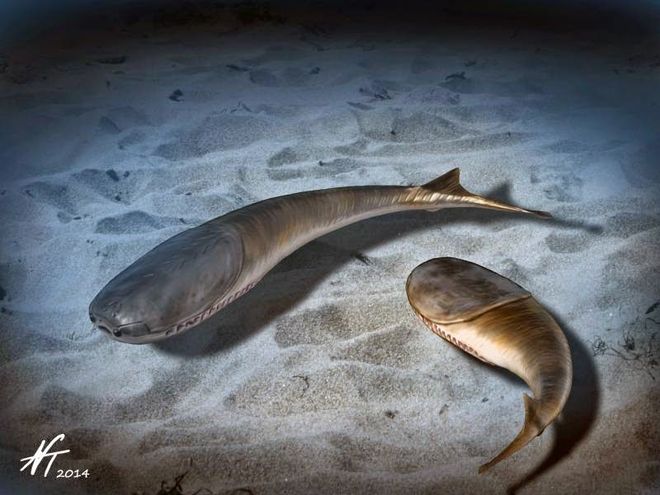 Illustration of Sacabambaspis Illustration of Sacabambaspis