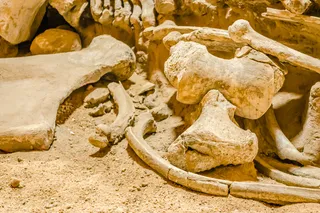 Woolly mammoth bones