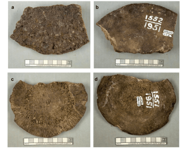 4 images of whale fossil vertebrae cross sections