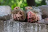 two macaque monkeys resting on a wall 