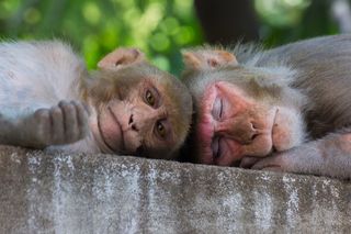 two macaque monkeys resting on a wall 
