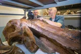 two professors sampling a mammoth skull 