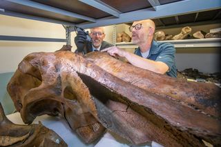 two professors sampling a mammoth skull 