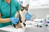 gray and white cat at the vet with a stethoscope on it's side and vet tech holding it 