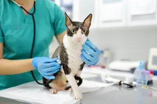 gray and white cat at the vet with a stethoscope on it's side and vet tech holding it 