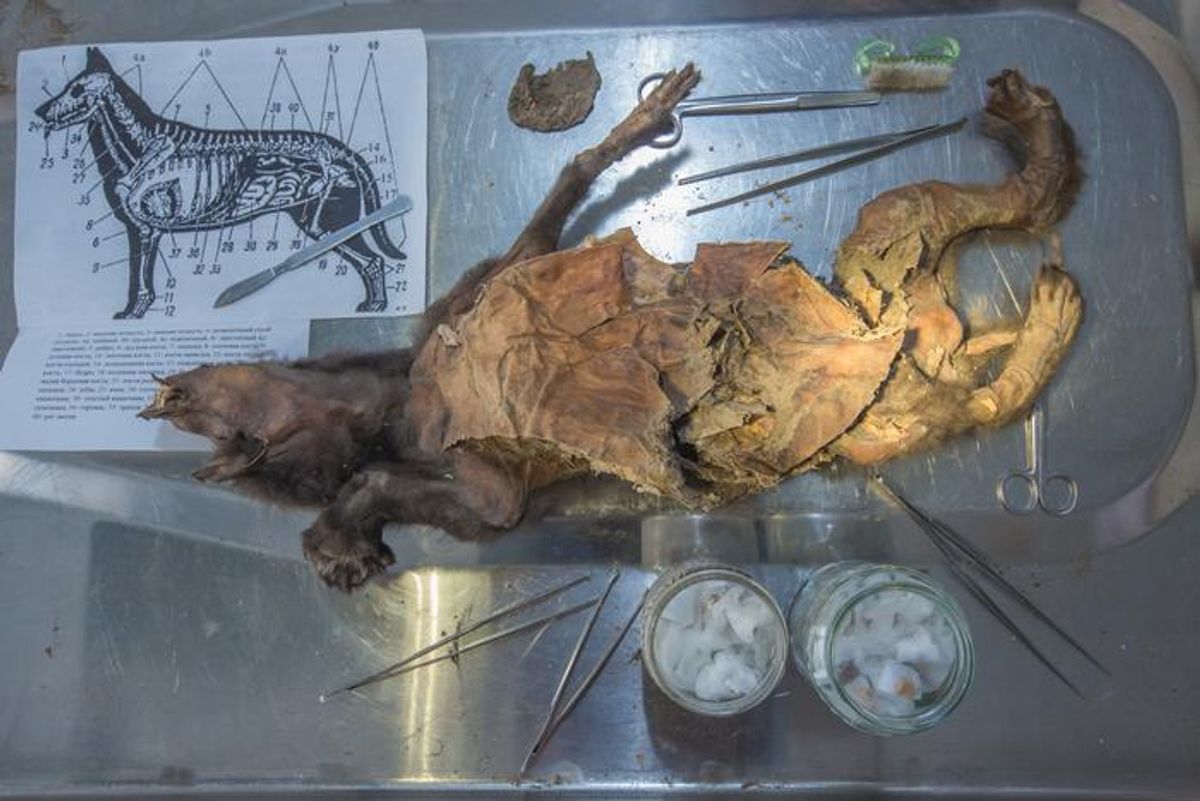 Ancient Wolf Stomach Reveals Remnants of 14,400-Year-Old Woolly Rhino Genome