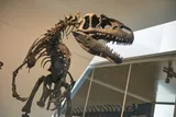 t. rex fossil in a museum 