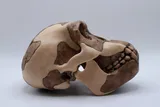 replica of a Homo habilis skull