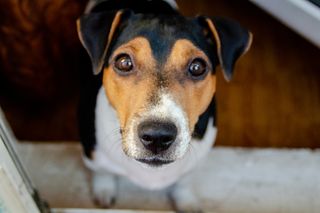 black and brown dog looking up at the camera