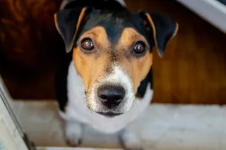black and brown dog looking up at the camera