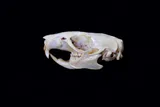 the white skull of a common rat on a black background 