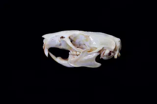 the white skull of a common rat on a black background 