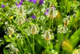 diverse purple and white flowers in a field 