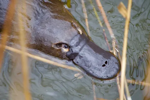 Egg-laying monotremes platypus face in the water 