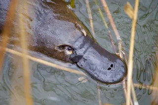 Egg-laying monotremes platypus face in the water 