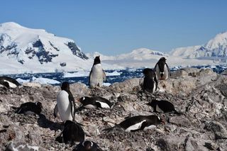 A Gentoo penguin colony in Antarctica 
