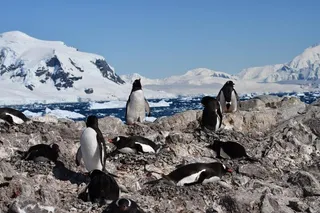 A Gentoo penguin colony in Antarctica 