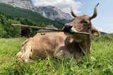 Veronika, a brown cow with horns, sitting in a mountain meadow with a stick in her mouth