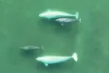 Beluga whale cow calf pairs swimming